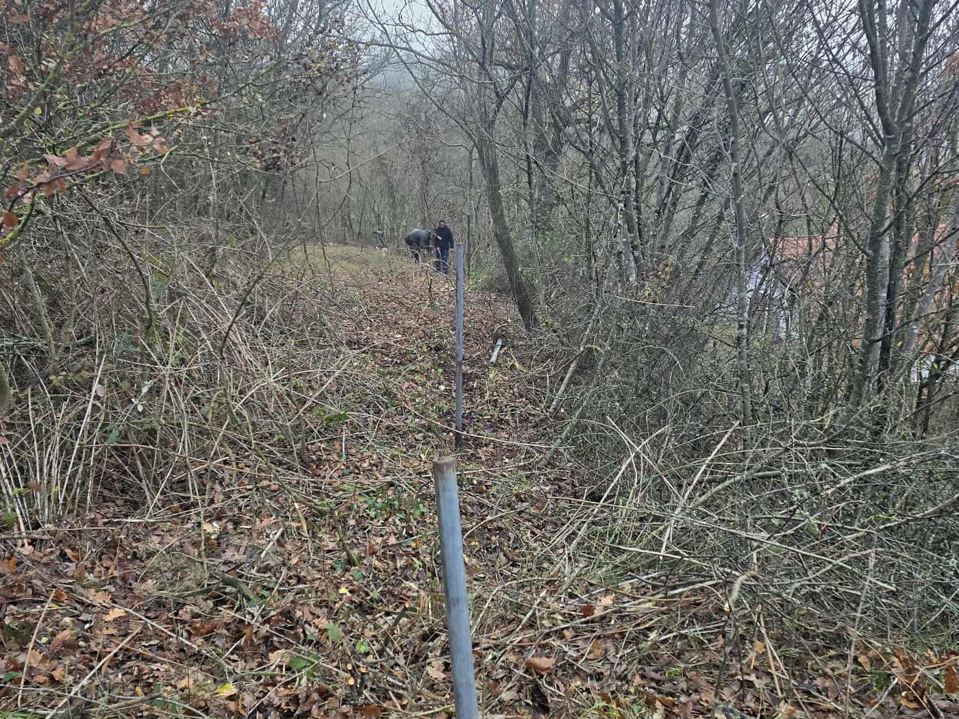 Bozótirtás után megtisztított kerítésnyomvonal erdős területen, beállított oszlopokkal